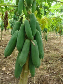 Dwarf Waimanalo Papaya Seeds for growers wanting a homegrown harvest