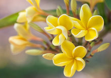 Yellow Calliopsis and Euphorbia Seeds (Coreopsis tinctoria) for a bright addition to the Flower Wild Garden