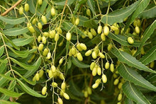 Neem Tree Seeds for Planting Azadirachta indica for herbal gardens and natural landscapes
