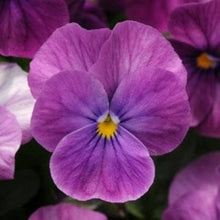 Viola Sorbet ‘Lilac Ice’ flower Seeds for a colorful addition to any planting