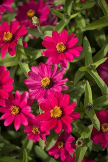 Zinnia Seeds (Zinnia elegans) for a lasting display in the Flower Bed