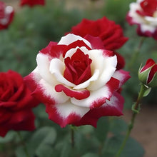 Red and White Rose Seeds (Rosa spp.) for seasonal color across the classic home garden arrangements