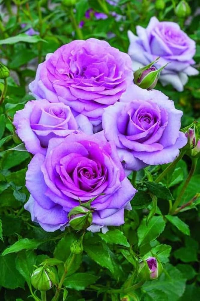 Rosa Lavender Flower Seeds â€“ Romantic Lavender Shades for Tranquil Flower Beds