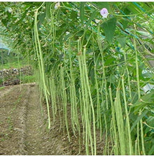 Brown Tohono O'odham Tepary Bean Heirloom Seeds for growers stocking a kitchen garden