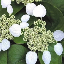 Japanese Hydrangea Vine Moonlight Seeds (Schizophragma hydrangeoides) for training up trellises and fences