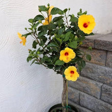 Hibiscus Yellow Seeds (Hibiscus spp.) for growers filling out the Pots or Outdoor Yards