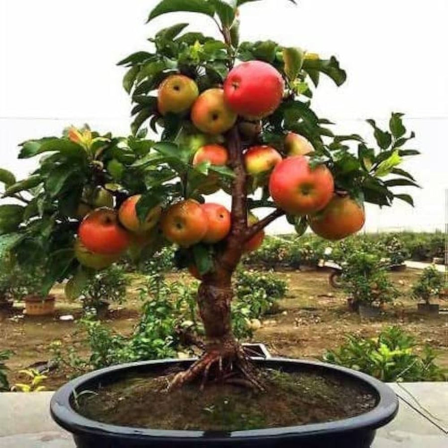 Rare China Bonsai Apple Seeds