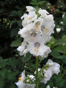 Polemonium Bianco Perla Seeds (Polemonium caeruleum) for seasonal color across the Flower Bed & Home Garden