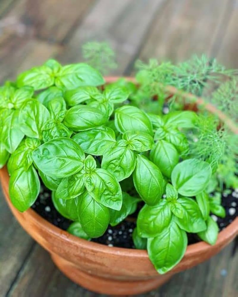 Italian Classic Basil Plant Seeds
