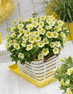 Bodendeckend Chrysanthemum Perennial Bonsai Flower - for planting in home garden