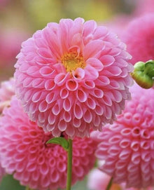 Dahlia Pinnata Seeds (Dahlia pinnata) for a lasting display in the flower beds and summer gardens