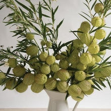 Gomphocarpus Physocarpus Seeds for a lasting display in the Wildflower Garden & Landscape