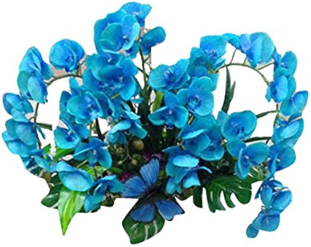 Hydroponic Phalaenopsis Orchid Plant - for planting in home garden