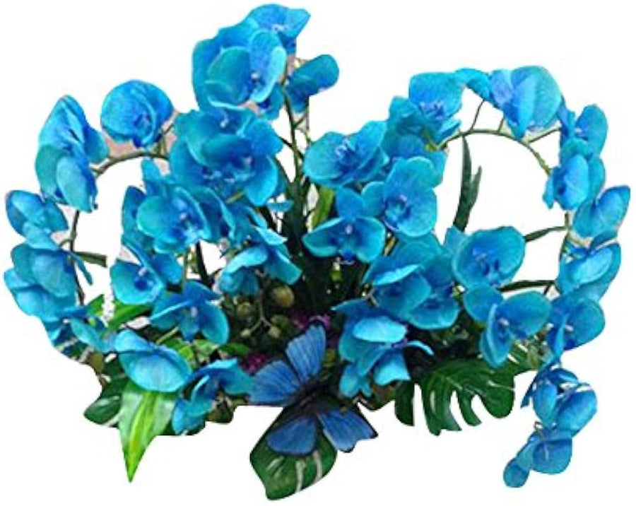 Hydroponic Phalaenopsis Orchid Plant - for planting in home garden