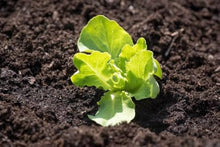 Cimarron Romaine Lettuce Seeds (Lactuca sativa) for productive rows in the Bulk Garden Beds