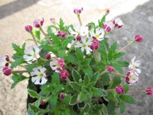 Night Blooming Zaluzianskya Phlox Seeds for reliable seasonal color