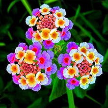 Lanana flower seeds for garden and decorative planting