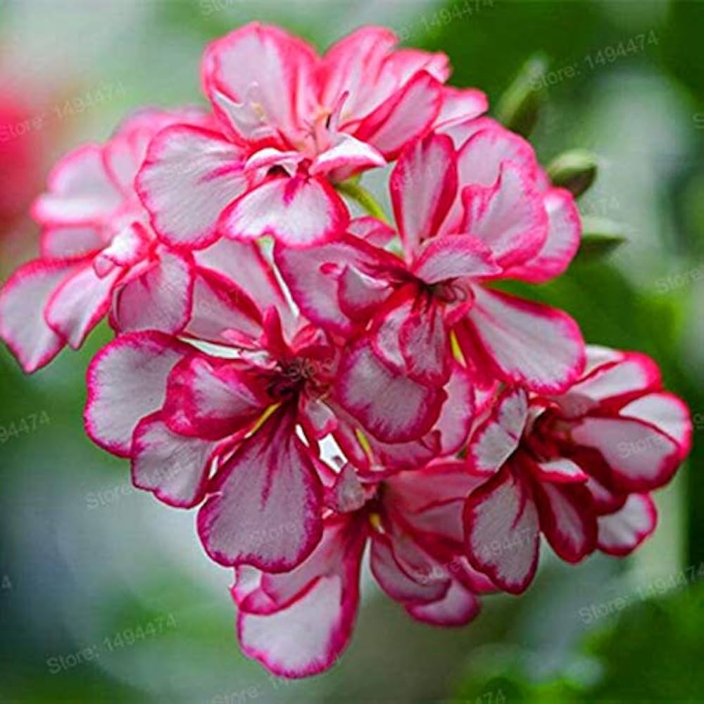Pelargonium (Geranium) mixed flower seeds ��������� for planting in containers and home gardens