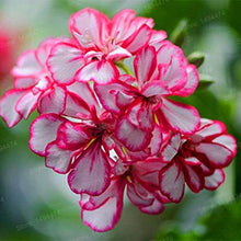 Pelargonium (Geranium) mixed flower seeds ��������� for planting in containers and home gardens