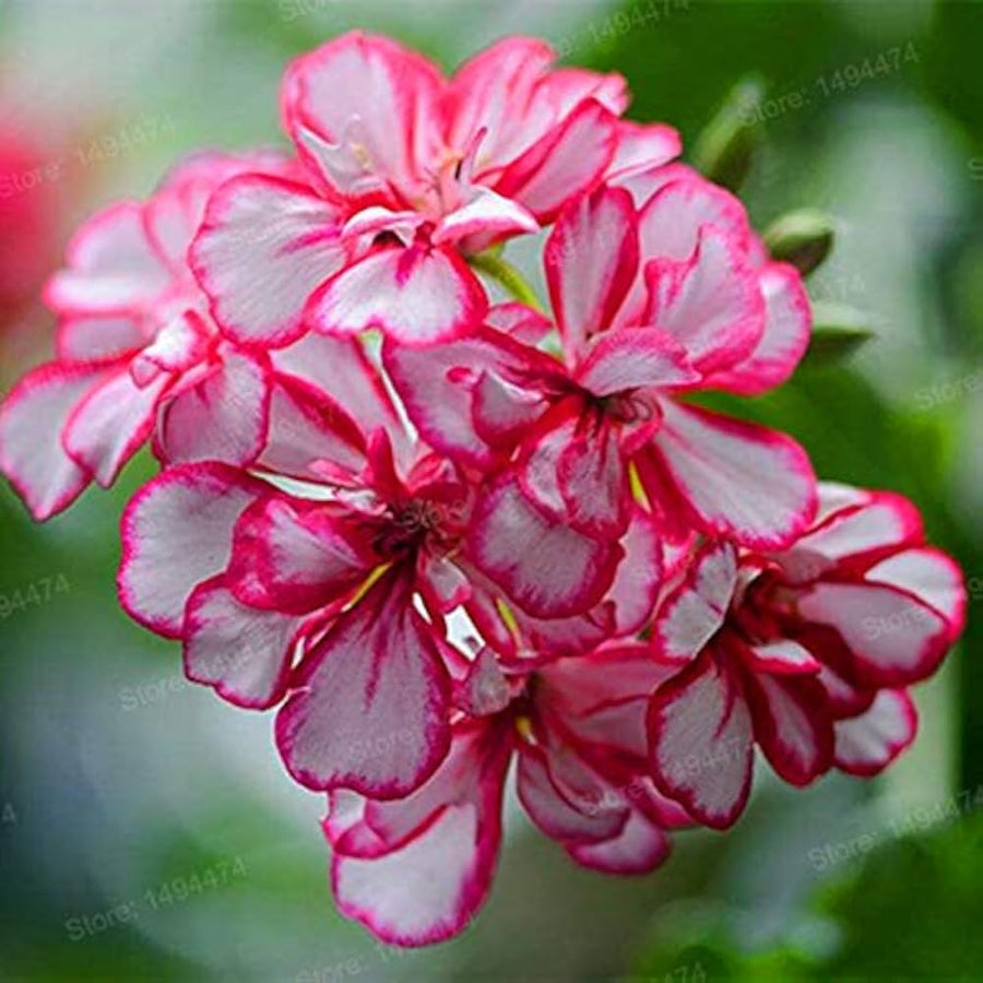 Pelargonium (Geranium) mixed flower seeds ��������� for planting in containers and home gardens