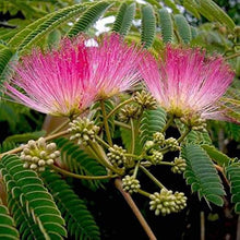 Albizia Seeds (Albizia julibrissin) for gardeners building out beds and borders