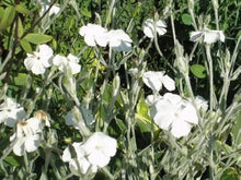 Alba Lychnis Coronaria Seeds for a colorful addition to any planting
