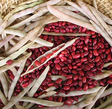 Hopi Red Pole Bean Seeds (Phaseolus vulgaris) valued by growers for organic Backyard Gardening