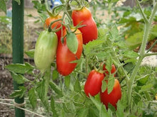 Marzano Tomato Seeds (Solanum lycopersicum) for a reliable harvest in the Vegetable Urban Garden