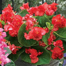 Petunia Seeds (Petunia hybrida) for seasonal color across the home garden beds