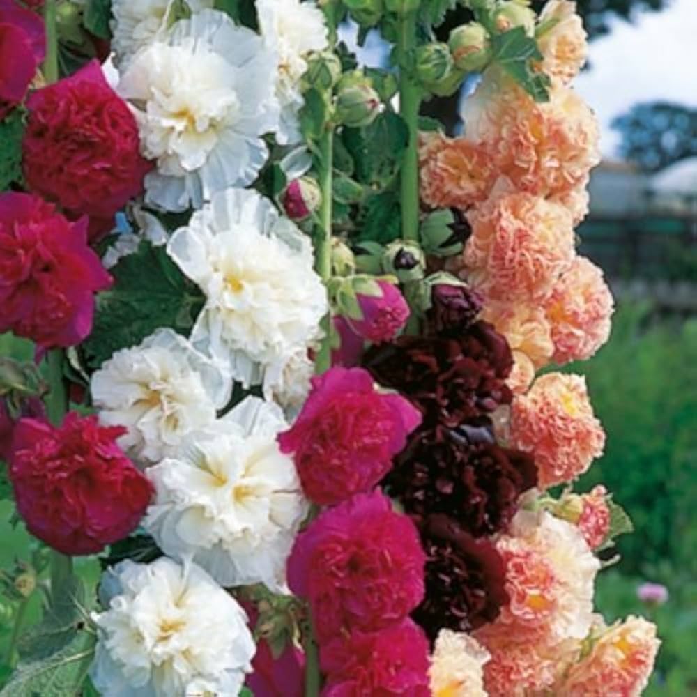 Hollyhock flower Alcea rosea seeds for planting in hummingbird-friendly gardens or decorative outdoor pots
