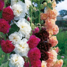 Hollyhock Seeds for a lasting display in the Alcea garden flower fence