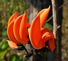 Mini Flame Lilium Brownii Plants Seeds for a colorful addition to any planting