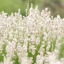 Lavender Lavandula Angustifolia Snow White Flower Seeds for Planting – Fragrant Variety for Home Garden and Pollinator Areas
