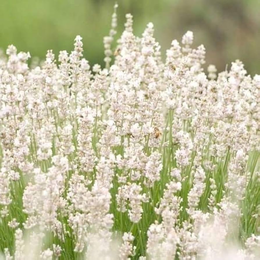 Lavender Lavandula Angustifolia Snow White Flower Seeds for Planting – Fragrant Variety for Home Garden and Pollinator Areas