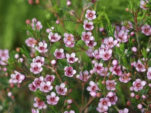 White Geraldton Wax Flower (Chamelaucium uncinatum) seeds for bonsai planting