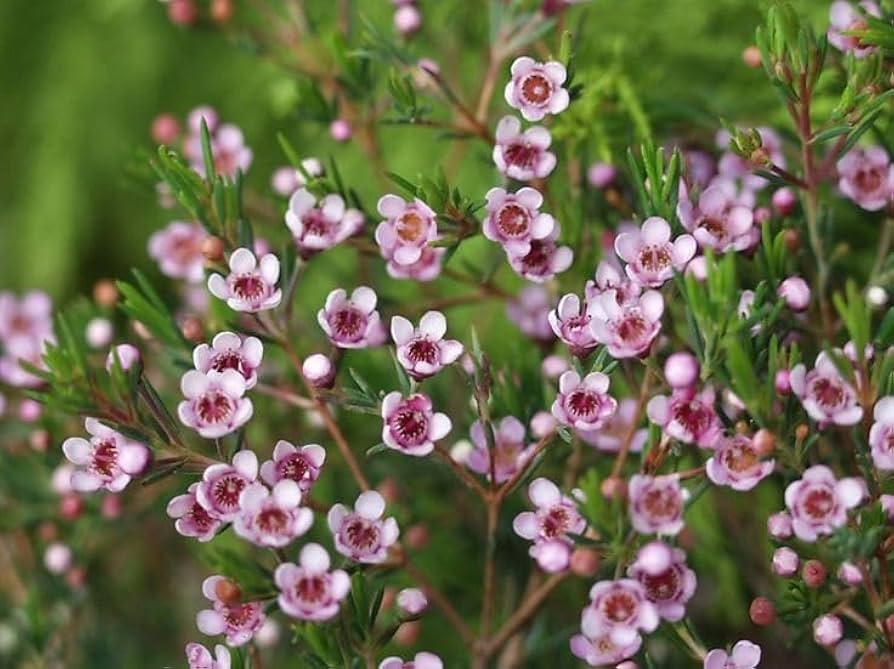 White Geraldton Wax Flower (Chamelaucium uncinatum) seeds for bonsai planting