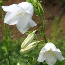 Bellflower Campanula Carpatica White Flower Seeds for Planting – Compact Blooms for Garden Edging and Containers