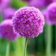 Giant Allium Bonsai Seeds valued for beautiful Purple Flowers