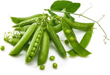 Early Frosty Garden Pea Seeds for a reliable harvest in the vegetable patch