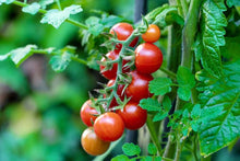 Cherry Tomato Seeds for a reliable harvest in the Solanum garden kitchen patch