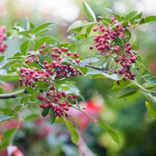 Chinese Pepper Seeds (Simulans spice) for a reliable harvest in the Zanthoxylum garden edible backyard
