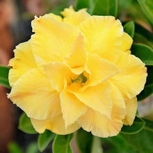 Adenium Obsum Desert Rose Jaune Double Sunrise Seeds for growers seeking a long-blooming display