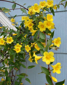 Jasmine Velvet Yellow Seeds (Jasminum species) valued for rare Outdoor Planting