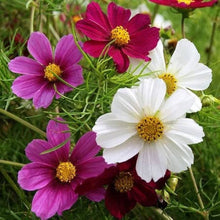 Cosmos Versailles Series Mix Seeds for seasonal color across the Stunning Garden Flowers