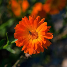 Orange Balls Calendula Seeds (Calendula officinalis) for growers filling out the Flower Pollinator Garden