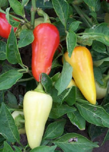 Santa Fe Grande Chili Pepper Capsicum annuum seeds for planting in home garden