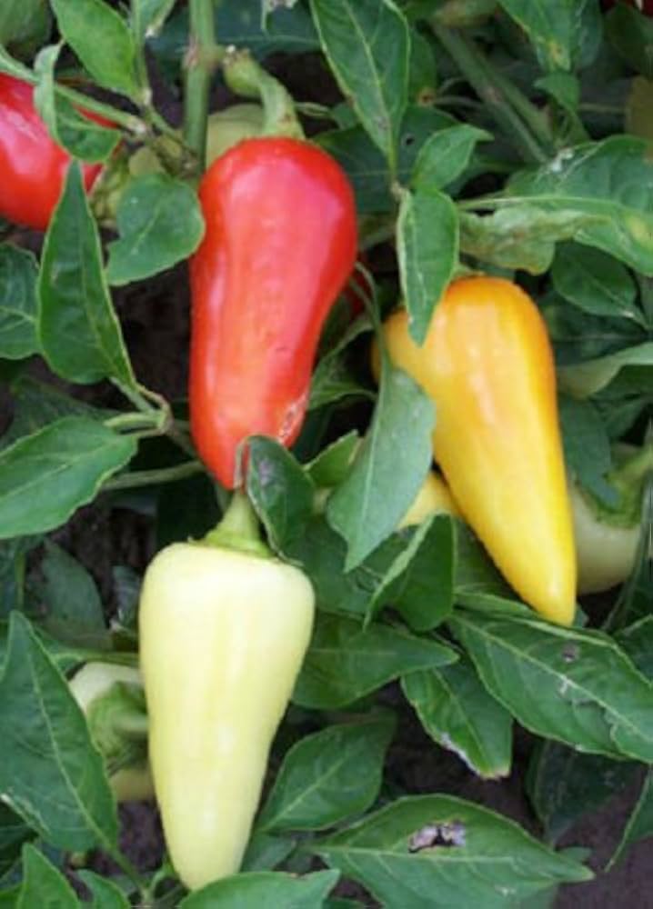 Santa Fe Grande Chili Pepper Capsicum annuum seeds for planting in home garden