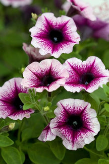 Rare Color Petunia Seeds for seasonal color across the Unique Garden Designs