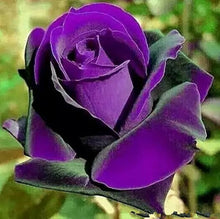 Rare Rose Seeds (Rosa spp.) for long-term planting in the Garden Ornamental Planting