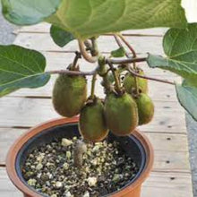 Kiwi Seeds for a homegrown harvest from the Home Garden Bonsai & Fruit Planting